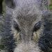 Bako National Park: Borneo Bartschwein