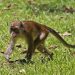 Bako National Park: Langschwanzmakak (Macaca fascicularis)