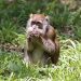 Bako National Park: Langschwanzmakak (Macaca fascicularis)