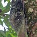 Bako National Park: Malaien Gleitflieger