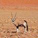 Oryx Antilope