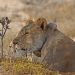 Wüstenlöwen (Panthera leo bleyenberghi)