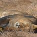 Wüstenlöwe (Panthera leo bleyenberghi)