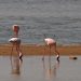 Ausflug zur Skelettküste: Flamingos