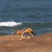 Ausflug zur Skelettküste: Schabrackenschakal (Canis mesomelas)