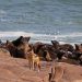 Ausflug zur Skelettküste: Schabrackenschakal (Canis mesomelas) vor der Seebärenkolonie