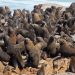 Ausflug zur Skelettküste: Seebärenkolonie