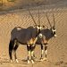Oryx - Antilopen