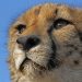 Harnas Wildlife Foundation: "Cheetah Walk"