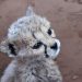 Harnas Wildlife Foundation: junger Cheetah in der Aufzuchtstation
