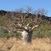 Baobab (Boab)