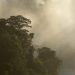 Der Regenwald von Iguacu