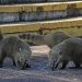 Die Nasenbären von Iguacu