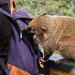 Die Nasenbären von Iguacu sind manchmal allzu neugierig