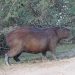 Ein Capybara (Wasserschwein )