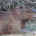 Ein Capybara (Wasserschwein )
