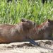 Capybaras (Wasserschweine)