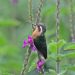 El Silencio Lodge: Kolibri im Garten